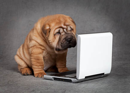 Bulldog using laptop
